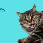 All Your Cats Meows and Sounds