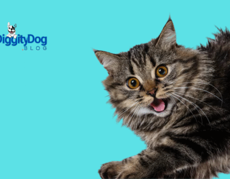 All Your Cats Meows and Sounds