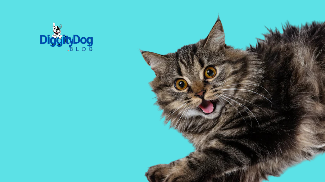 All Your Cats Meows and Sounds