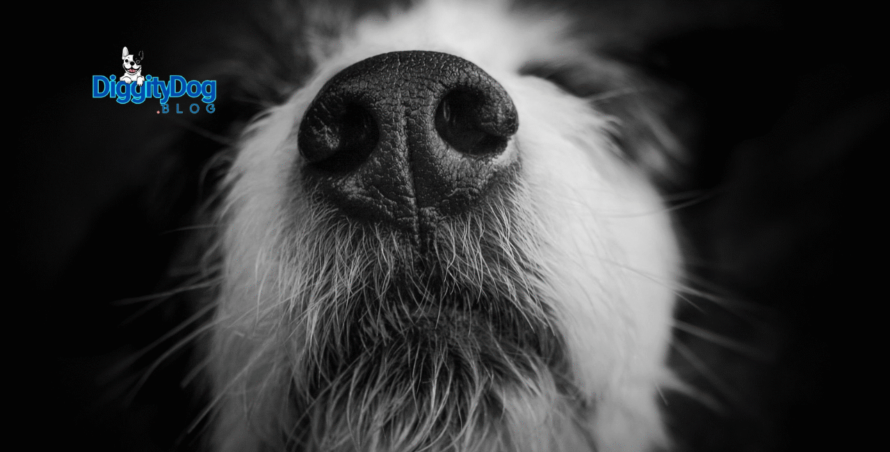 Amazing Power of a Dogs Nose