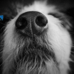 Amazing Power of a Dogs Nose