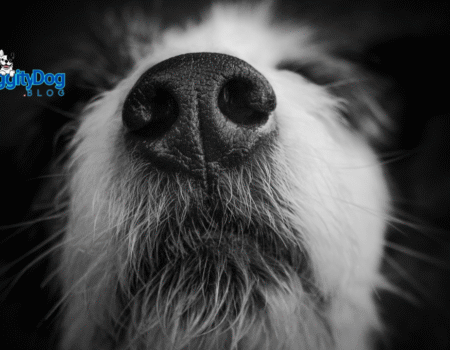 Amazing Power of a Dogs Nose