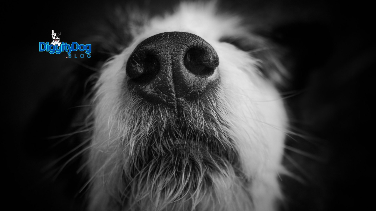 Amazing Power of a Dogs Nose