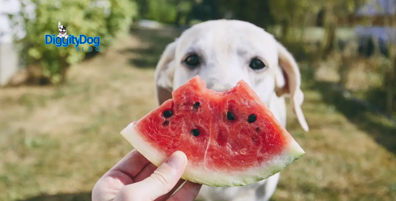 Can My Dog Eat