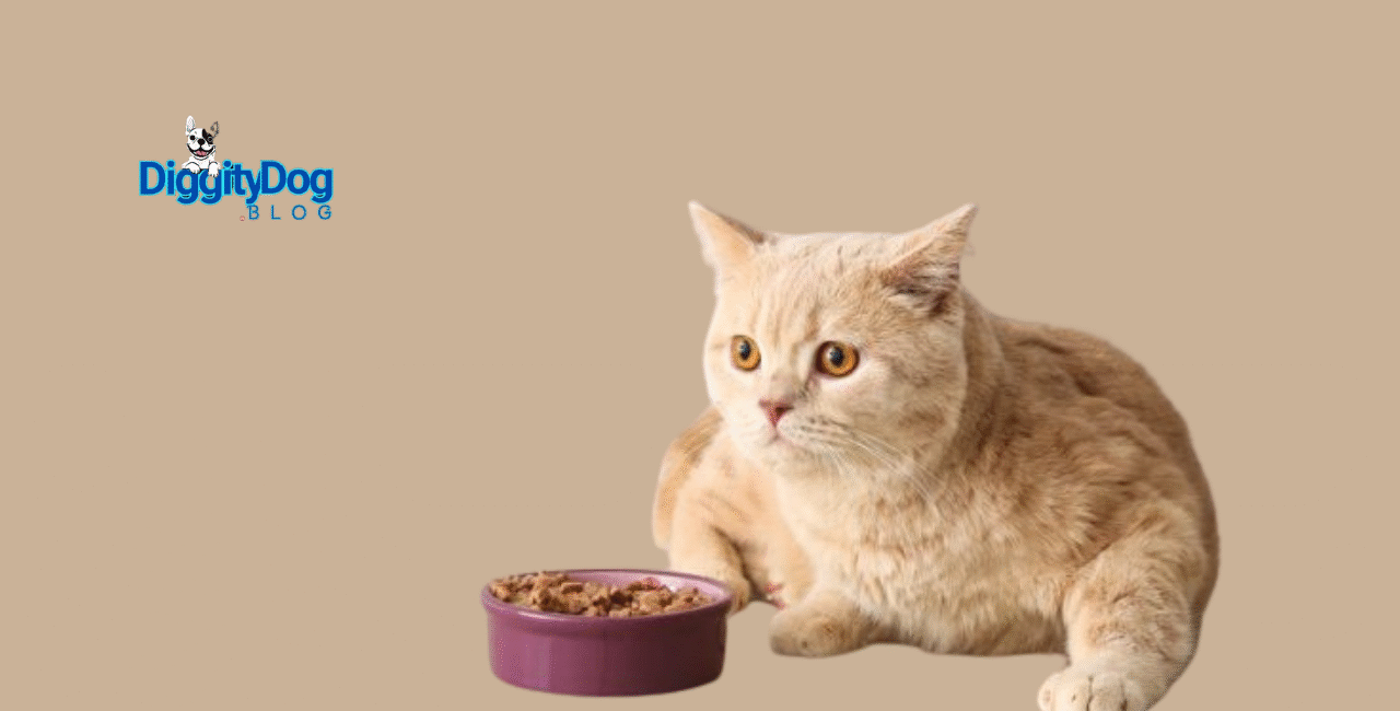 You Safely Leave Cat Food