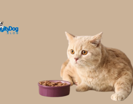 You Safely Leave Cat Food
