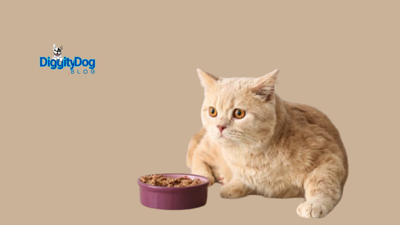You Safely Leave Cat Food