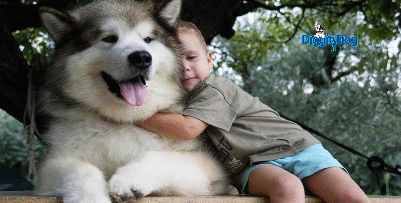 Welcome Your New Dog Home