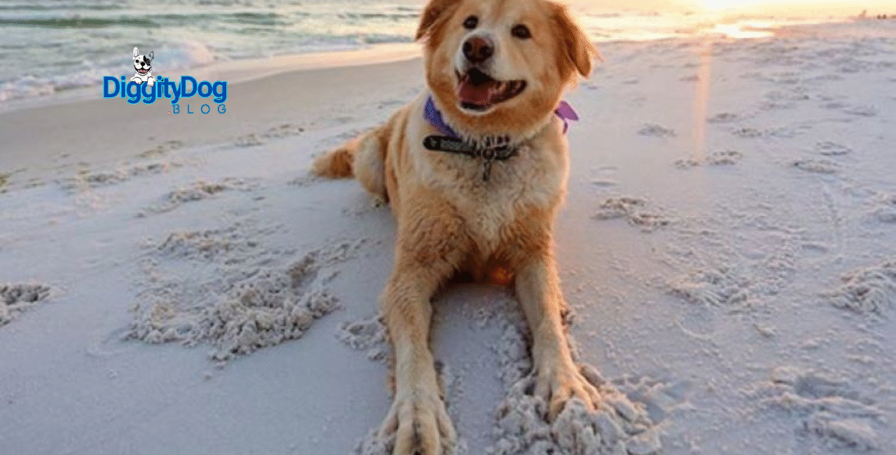 5 Hot Weather Tips for Dogs and Cats