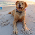 5 Hot Weather Tips for Dogs and Cats