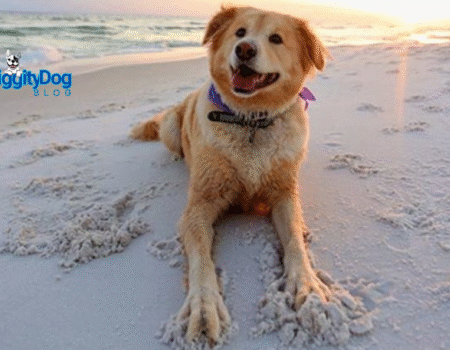 5 Hot Weather Tips for Dogs and Cats