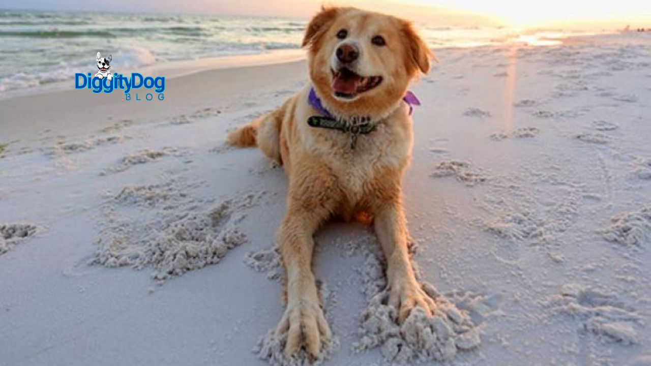 5 Hot Weather Tips for Dogs and Cats