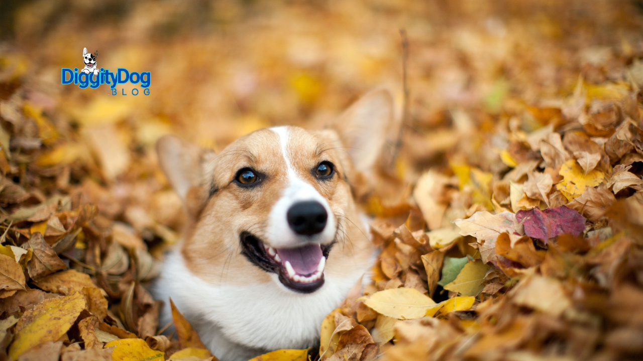 8 Fun Fall Activities to Do With Your Pet
