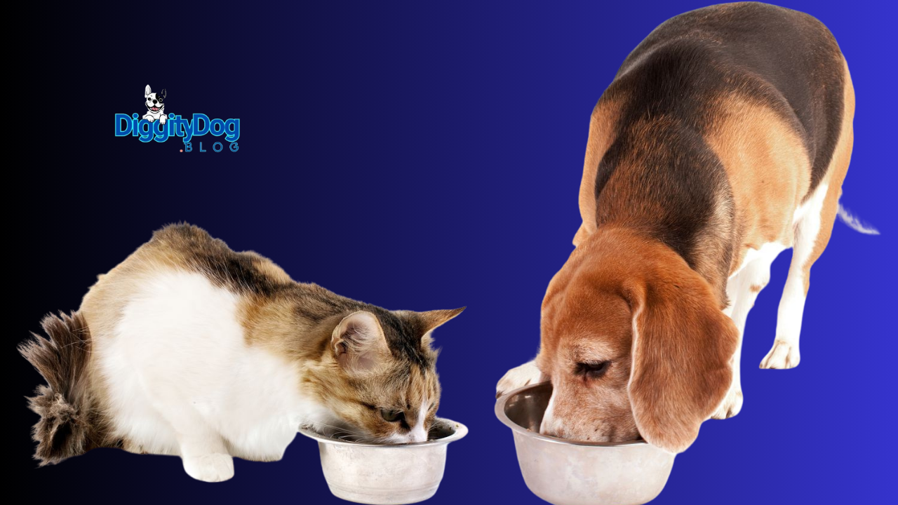 Storing Your Dog Food and Cat Food