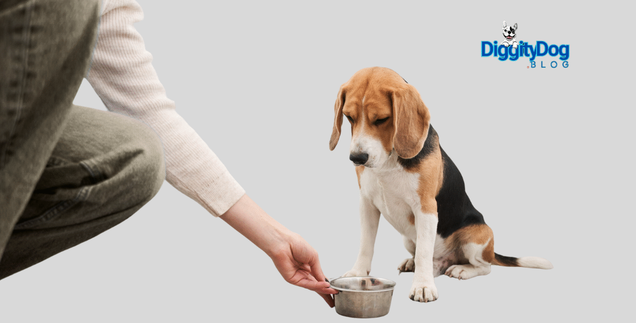 Is Your Pet Not Eating Their Food