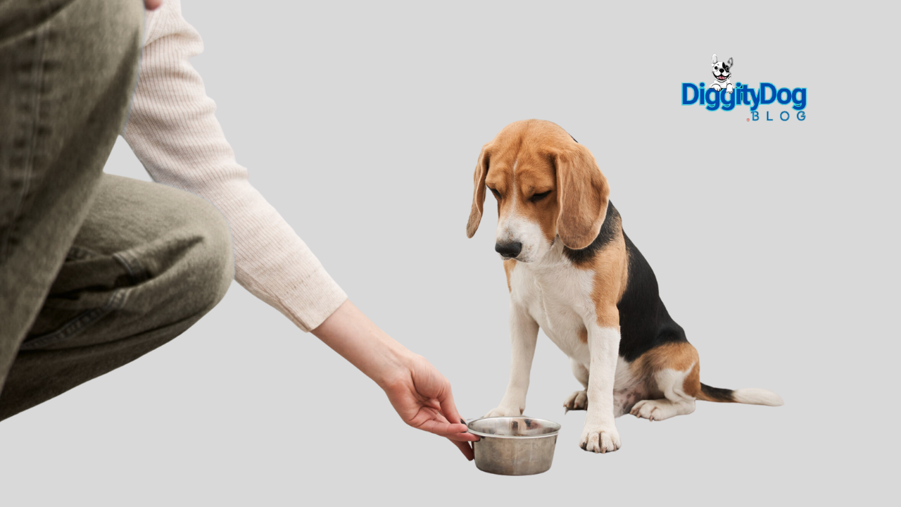 Is Your Pet Not Eating Their Food