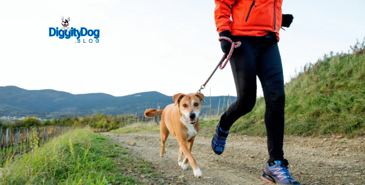 How to Train Your Dog