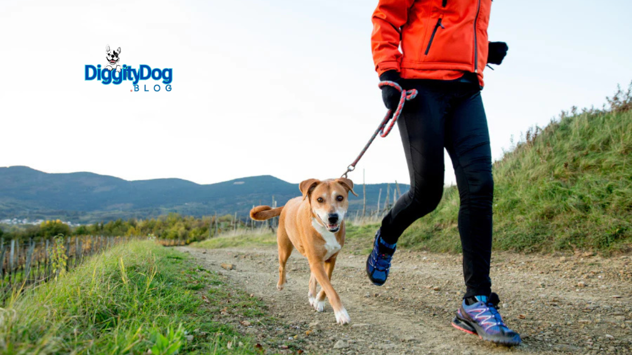 How to Train Your Dog