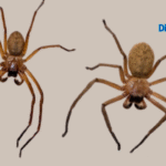 Recognize a Male or Female Spider