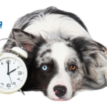 Do Dogs Have a Sense of Time