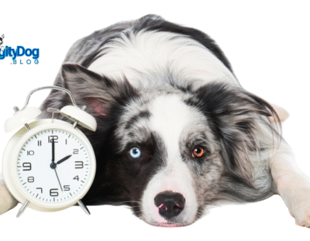 Do Dogs Have a Sense of Time