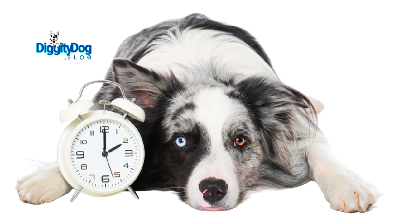 Do Dogs Have a Sense of Time