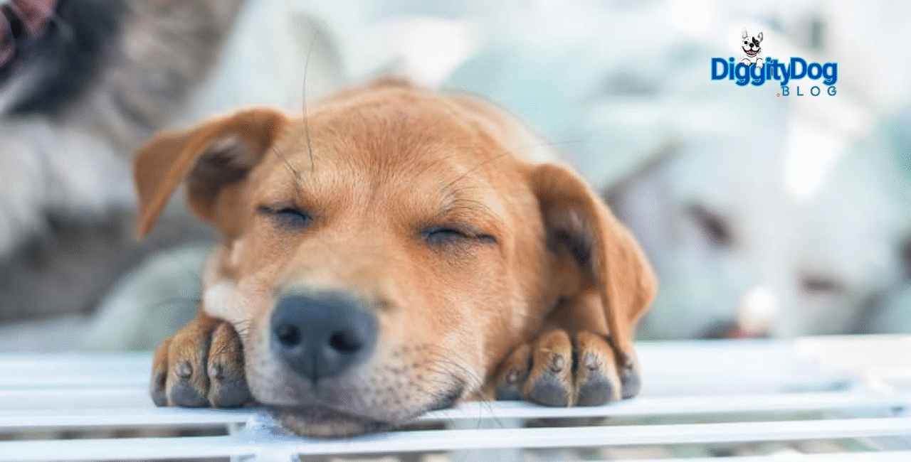 5 Ways to Give Back to Local Pets
