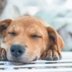 5 Ways to Give Back to Local Pets