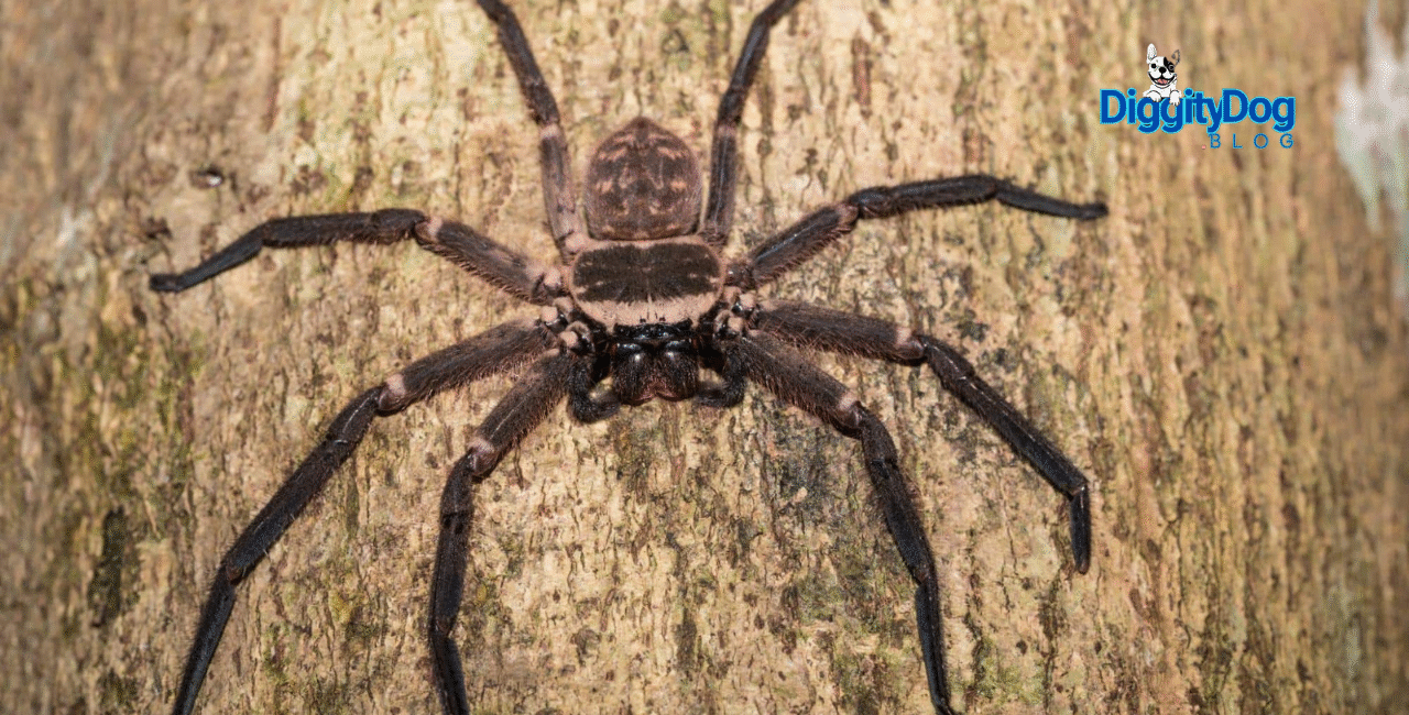 Huntsman Spiders and Your Pets