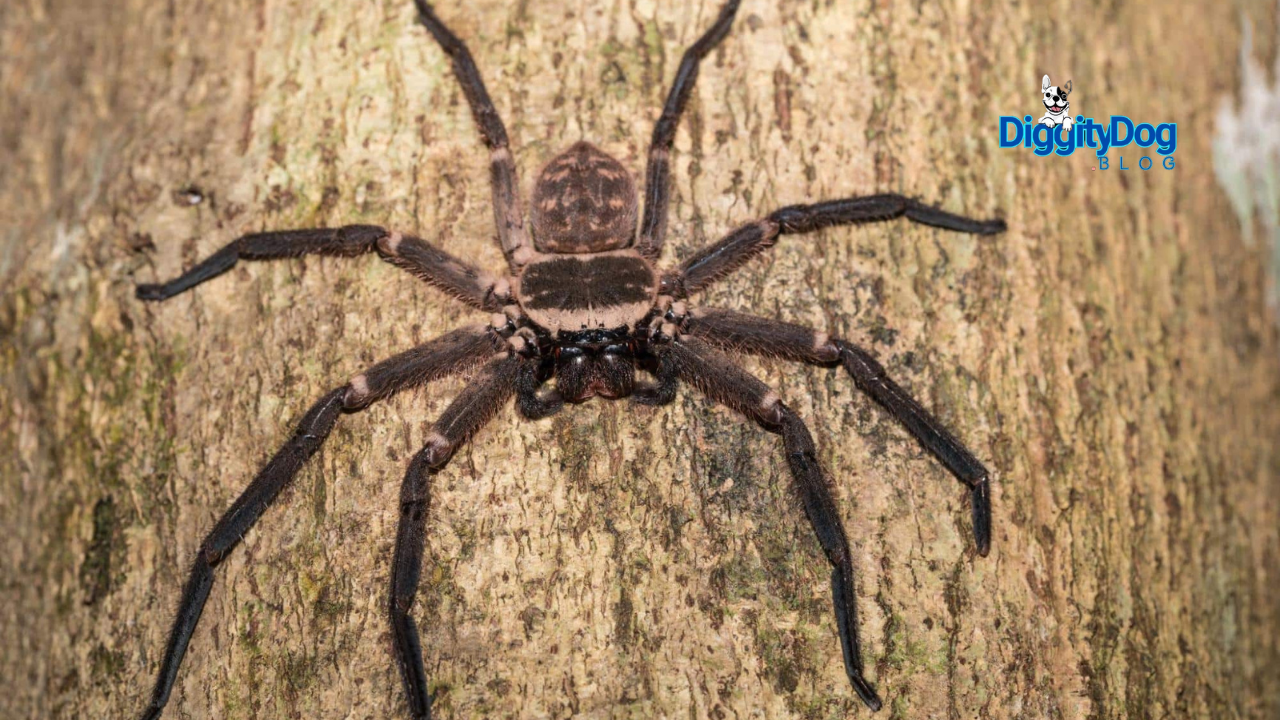 Huntsman Spiders and Your Pets