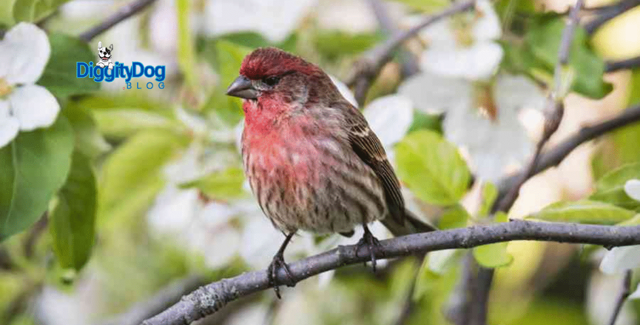 Top 5 Beautiful Garden Birds