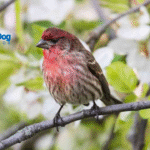 Top 5 Beautiful Garden Birds