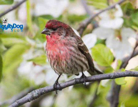 Top 5 Beautiful Garden Birds