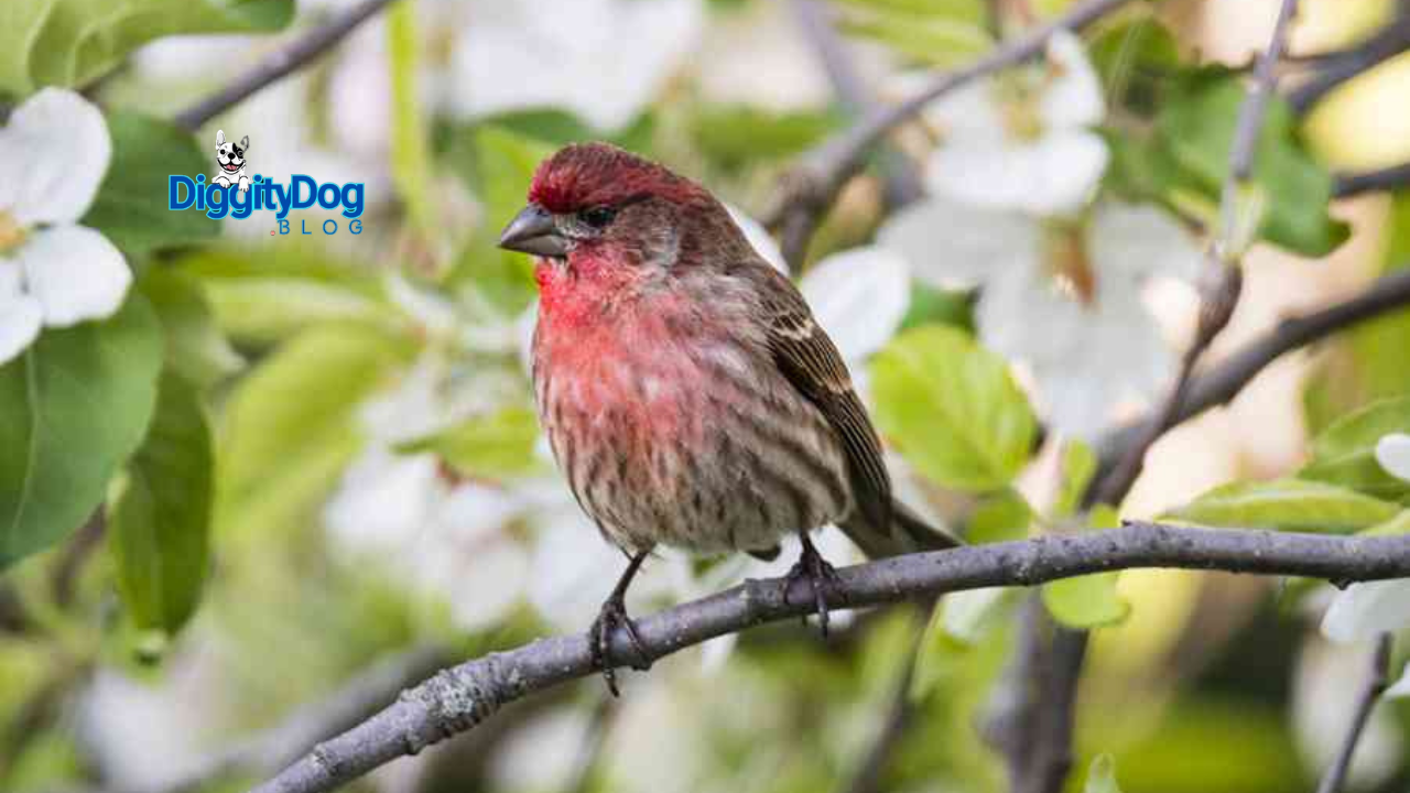 Top 5 Beautiful Garden Birds