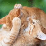 Cat Scratch Fever