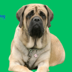 What is the Strongest Dog Breed