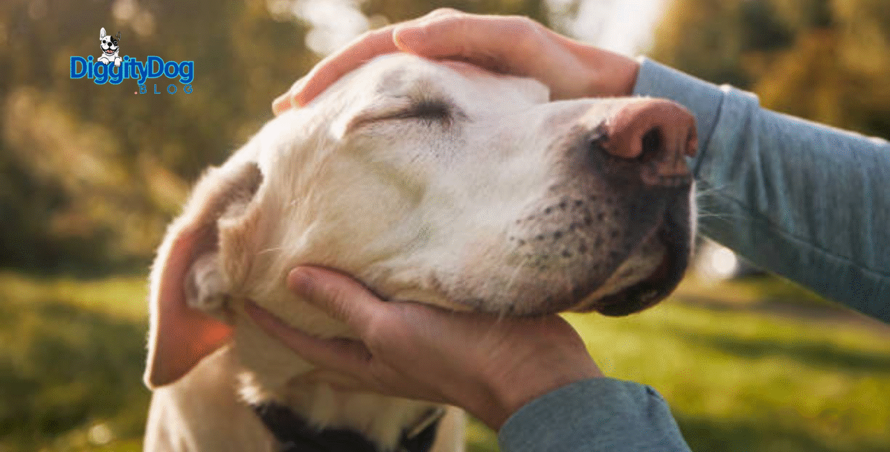 When Older Adults Can No Longer Care for Pets