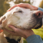 When Older Adults Can No Longer Care for Pets