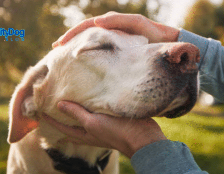 When Older Adults Can No Longer Care for Pets
