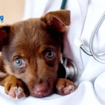What is Canine Parvovirus