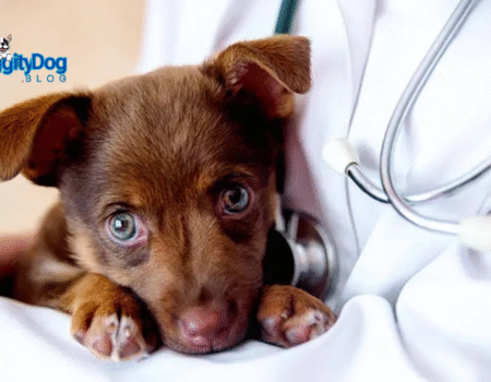 What is Canine Parvovirus