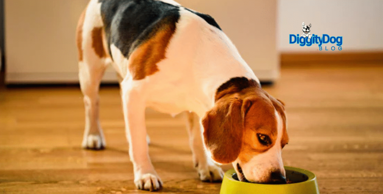 5 Tips to Easily Change Your Dog or Cat Routine