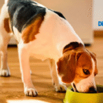 5 Tips to Easily Change Your Dog or Cat Routine