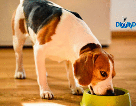 5 Tips to Easily Change Your Dog or Cat Routine