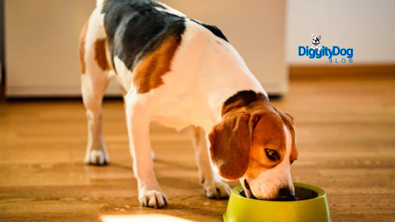 5 Tips to Easily Change Your Dog or Cat Routine