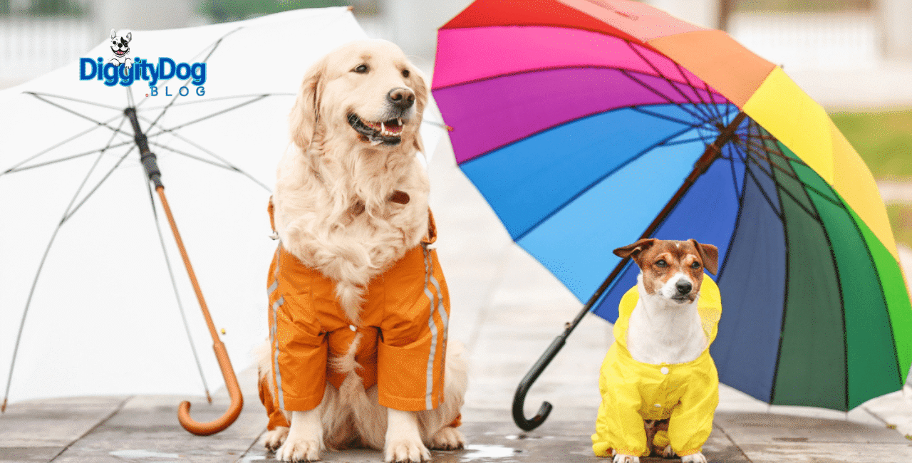 8 Fun Cat and Dog Friendly Rainy Day Activities