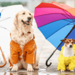 8 Fun Cat and Dog Friendly Rainy Day Activities