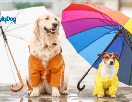 8 Fun Cat and Dog Friendly Rainy Day Activities