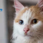 How Long Do Cats Live