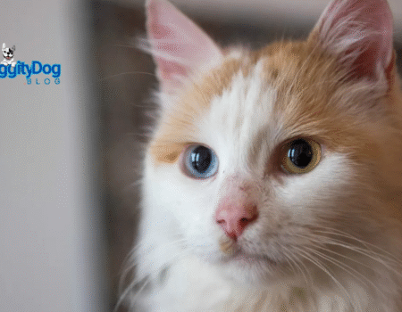 How Long Do Cats Live